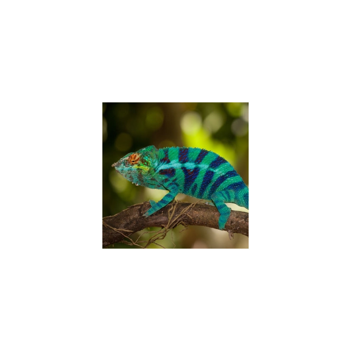 EPSON PAPIER PHOTO PREMIUM GLACE 